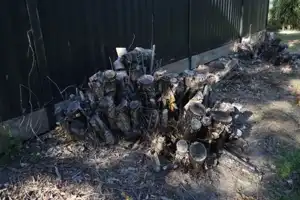 2025-06-30 Scarborough Park - IMG_2922_compressed_q50.webp